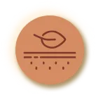 Firms and Improves Skin Elasticity